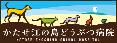 藤沢市片瀬の動物病院|かたせ江の島どうぶつ病院|江の島駅近く